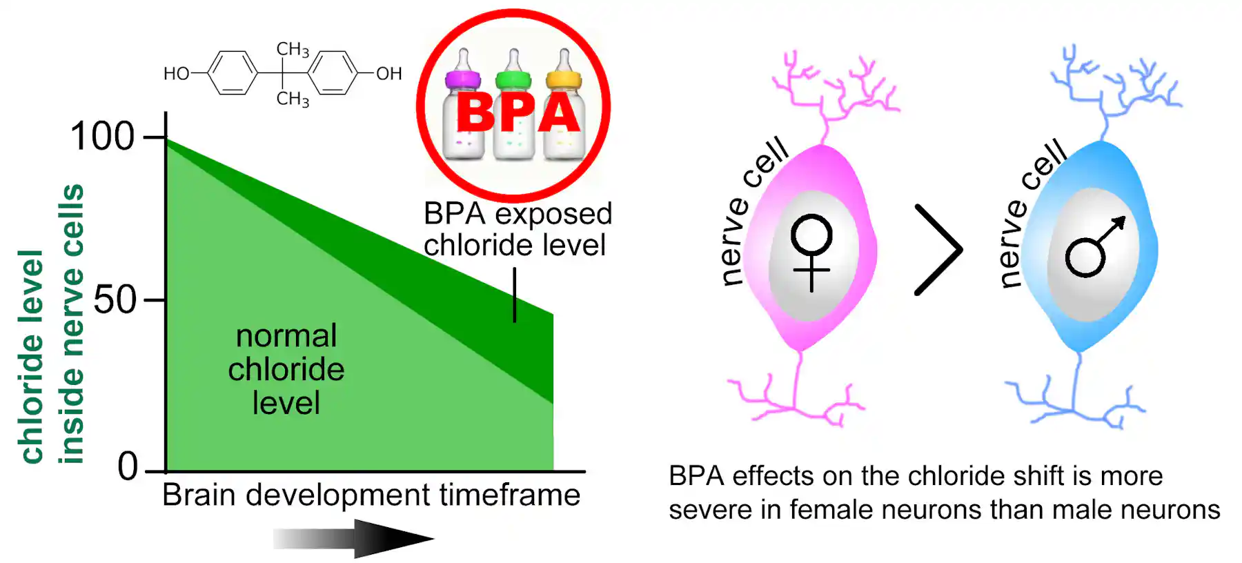 Experts criticise study linking chemical BPA with baby brain problems