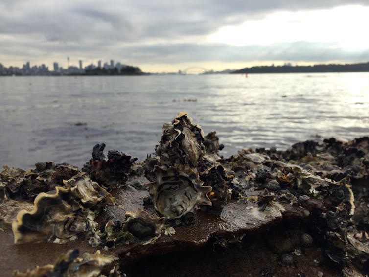 The surprising benefits of oysters (and no, it's not what you're thinking)