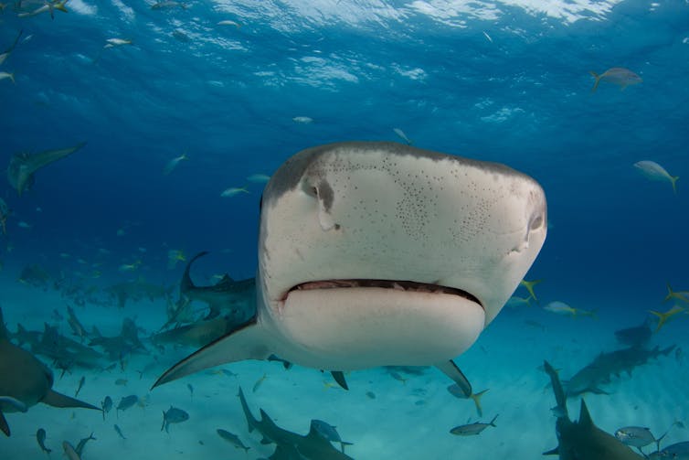 The shocking facts revealed: how sharks and other animals evolved electroreception to find their prey