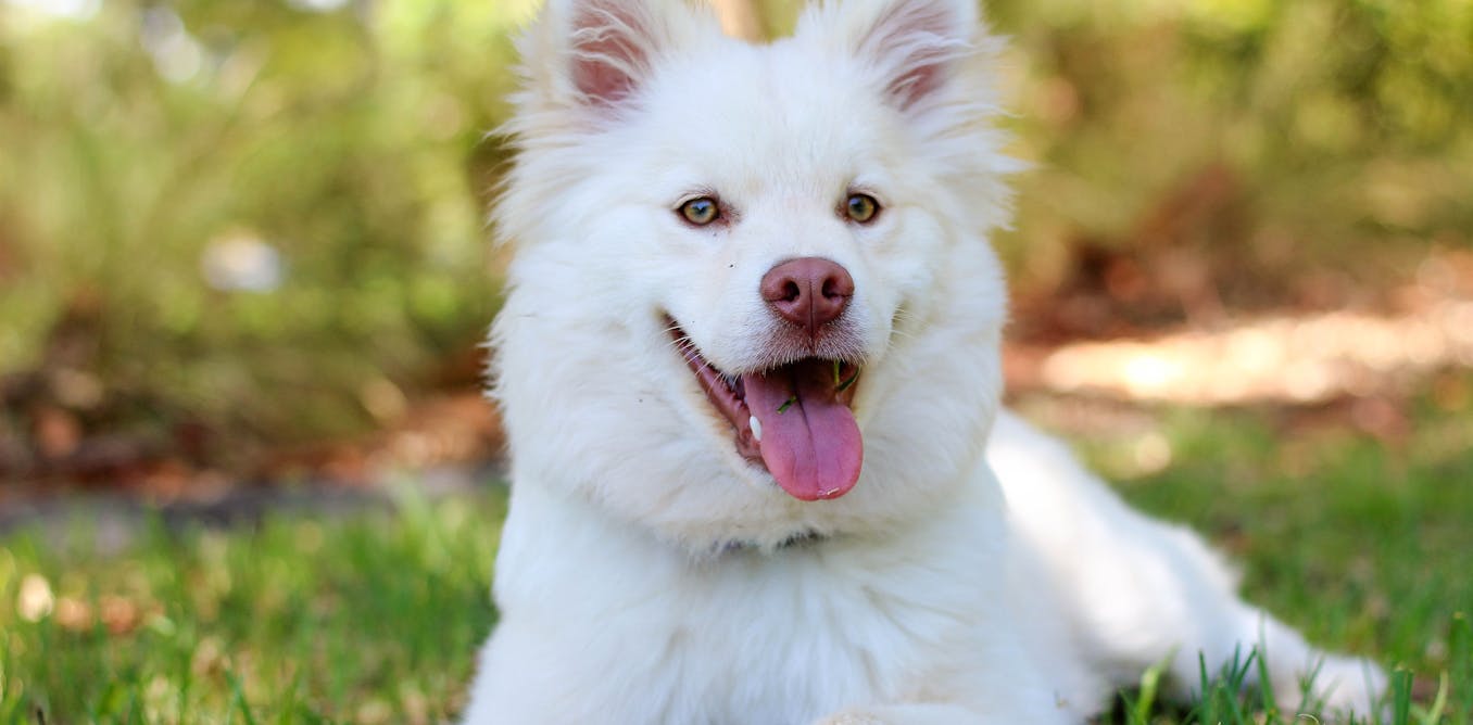 dogs pet rise