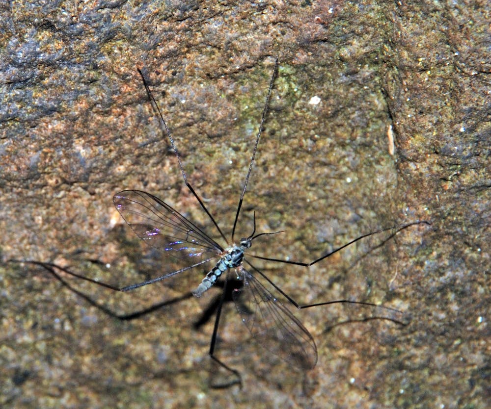 Australian Endangered Species Tasmanian Torrent Midge Australian Endangered Species Tasmanian Torrent Midge