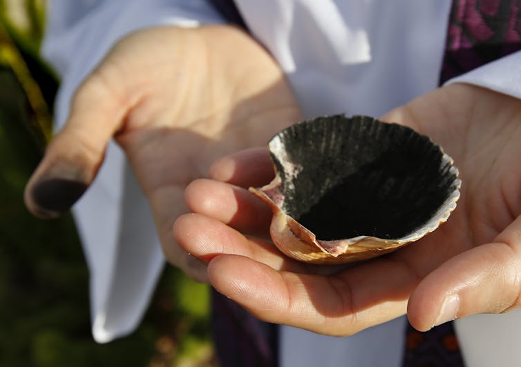 Two hands hold a seashell filled with ashes.