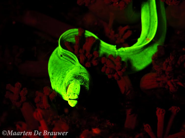 Now you see us: how casting an eerie glow on fish can help count and conserve them