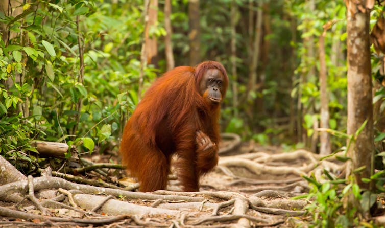 100 ribu orang utan  punah di Kalimantan akibat penebangan  100 ribu orang utan  punah di Kalimantan akibat penebangan