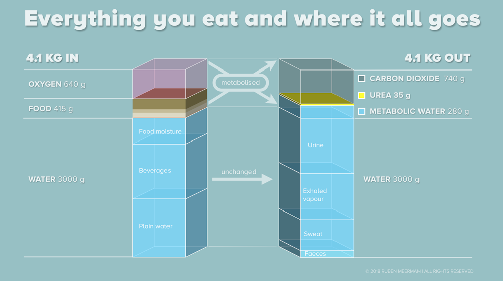 When We Lose Weight Where Does It Go