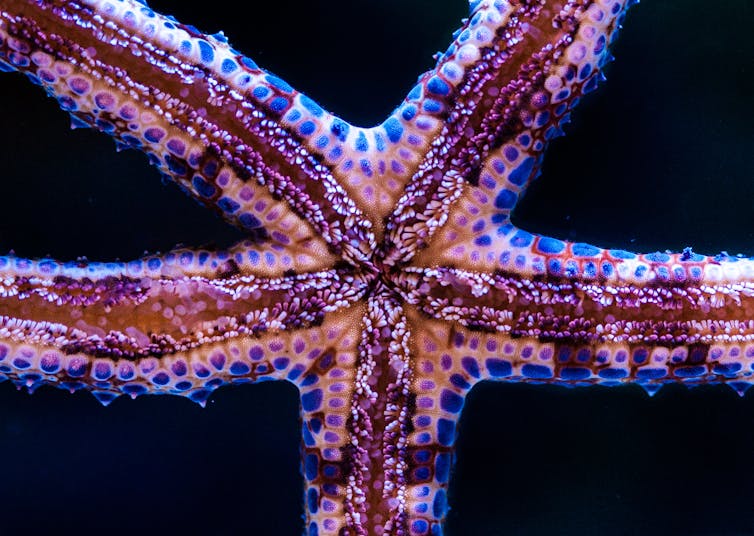 Starfish can see in the dark (among other amazing abilities) Starfish can see in the dark (among other amazing abilities)