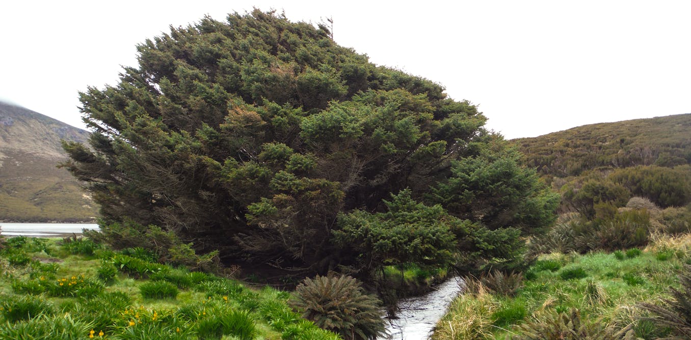Anthropocene began in 1965, according to signs left in the world's 'loneliest tree' © The Conversation Anthropocene began in 1965, according to signs left in the world's 'loneliest tree'