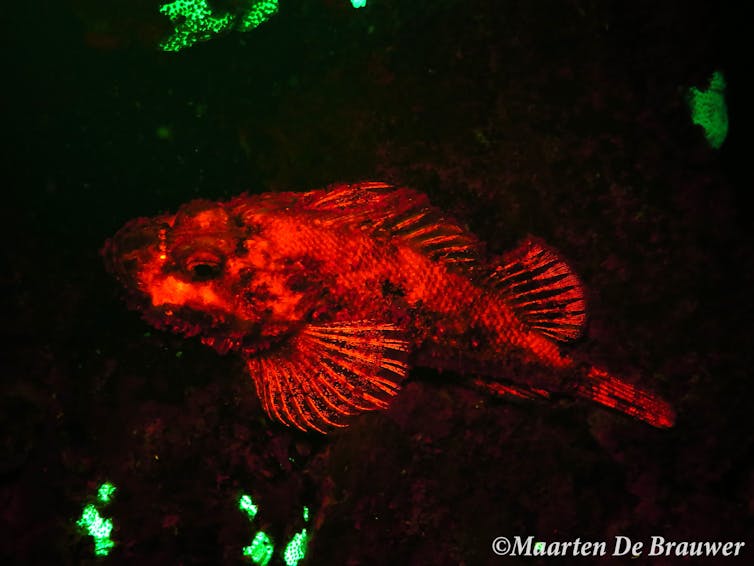 Now you see us: how casting an eerie glow on fish can help count and conserve them