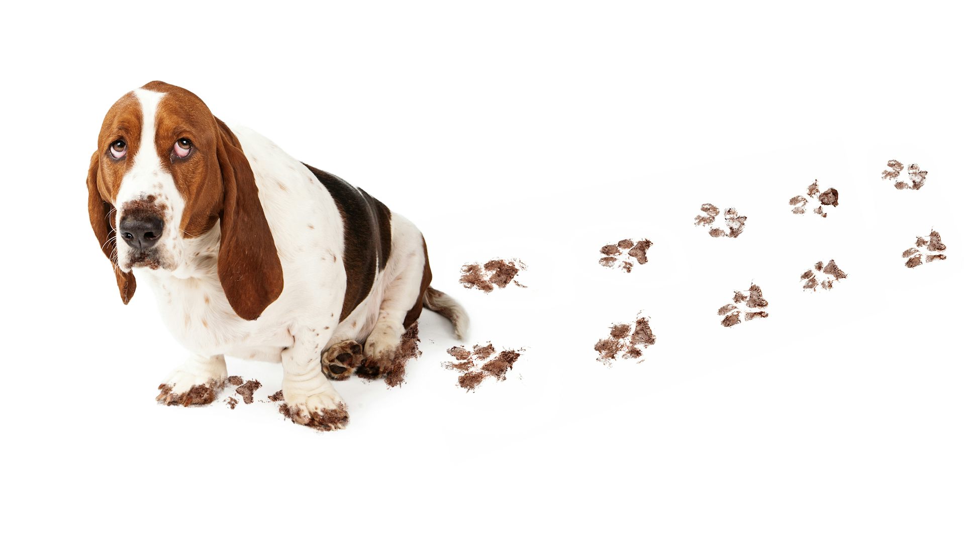 is it bad for dogs to eat their own poop
