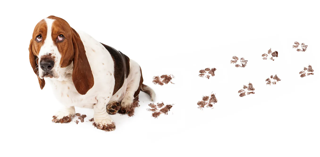 How do you keep dogs from eating their own poop Petco Com