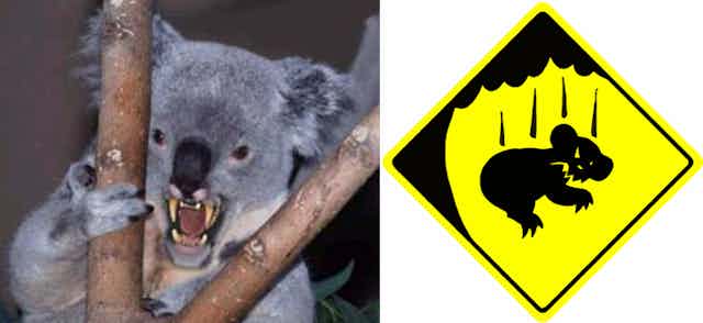 Can't bear 'em: how GPS is helping to track drop bears