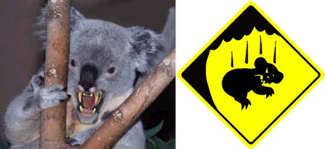 Can’t bear ‘em: how GPS is helping to track drop bears