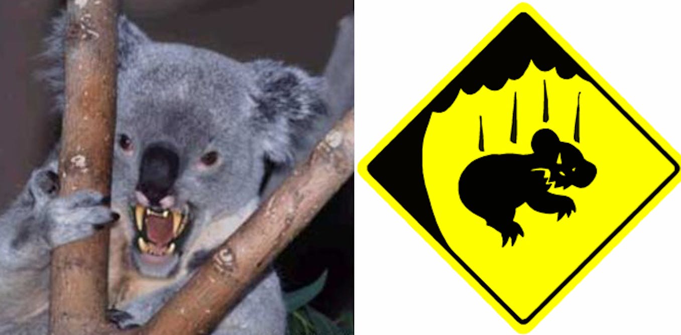Can’t bear ‘em: how GPS is helping to track drop bears
