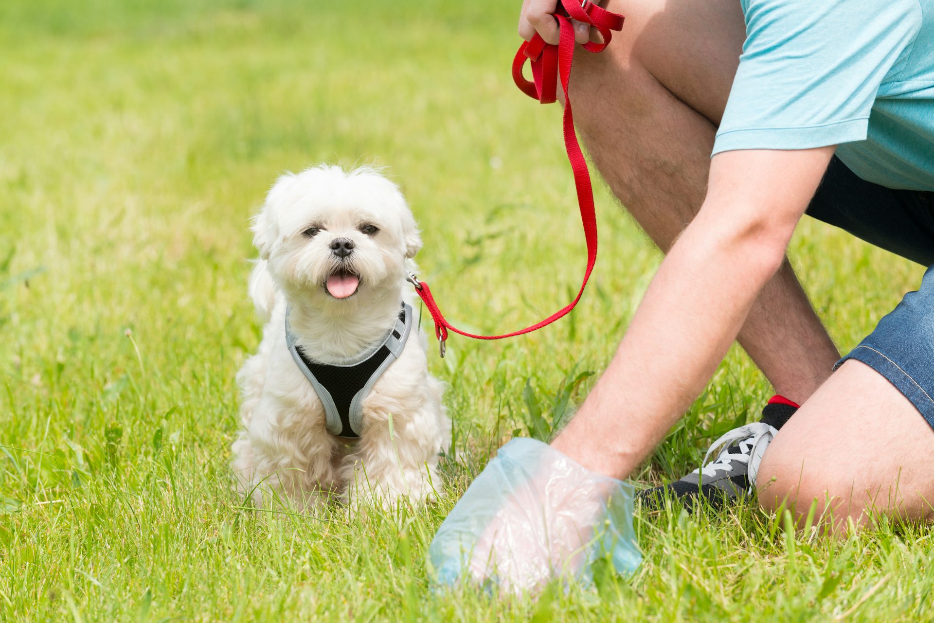 what to do if baby eats dog poop