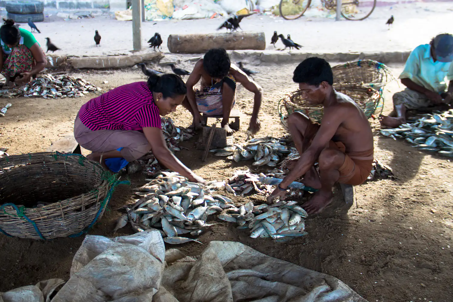 Small-scale fisheries are throwing away fish that could feed those in ...