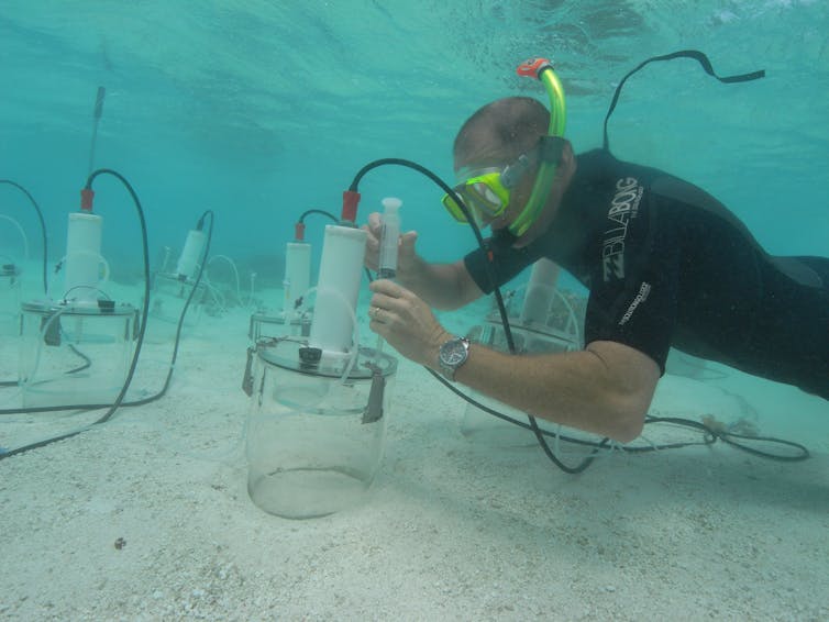 Our acid oceans will dissolve coral reef sands within decades