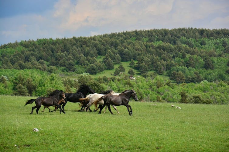 Domestic horses' mysterious origins may finally be revealed