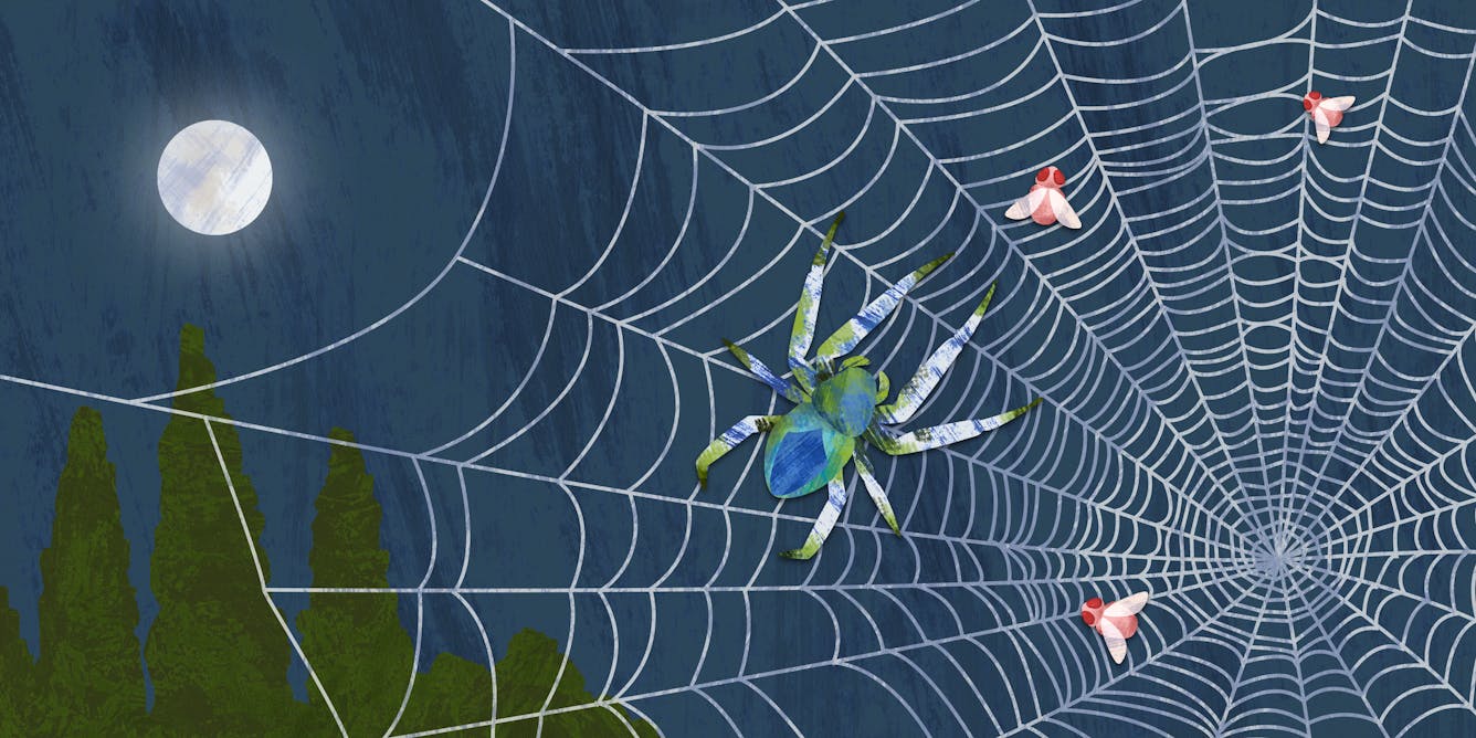 Curious Kids: What are spider webs made from and how strong are they?
