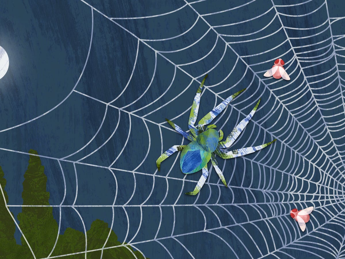 உங்களுக்கான கனவுகளும் பலன்களும் பகுதி 27 6 Curious Kids: What are spider webs made from and how strong are they?