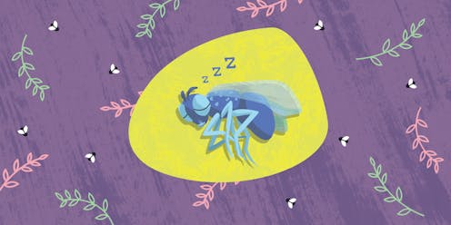 Curious Kids: Where do flies sleep?