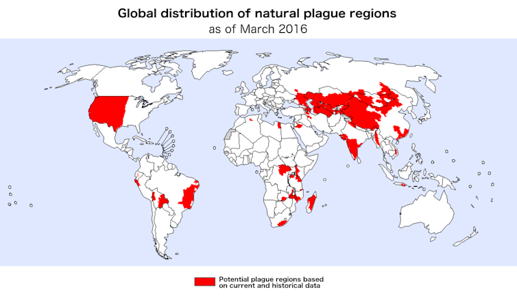 Plague bacteria may be hiding in common soil or water microbes, waiting to emerge
