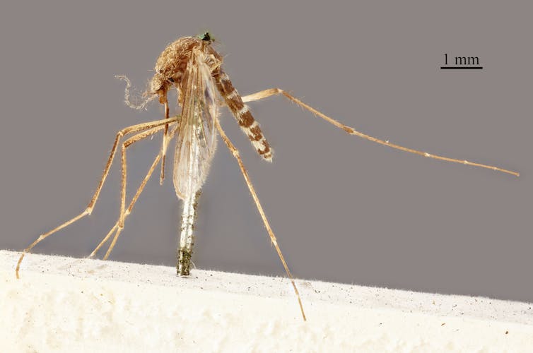 Why naming all our mozzies is important for fighting disease