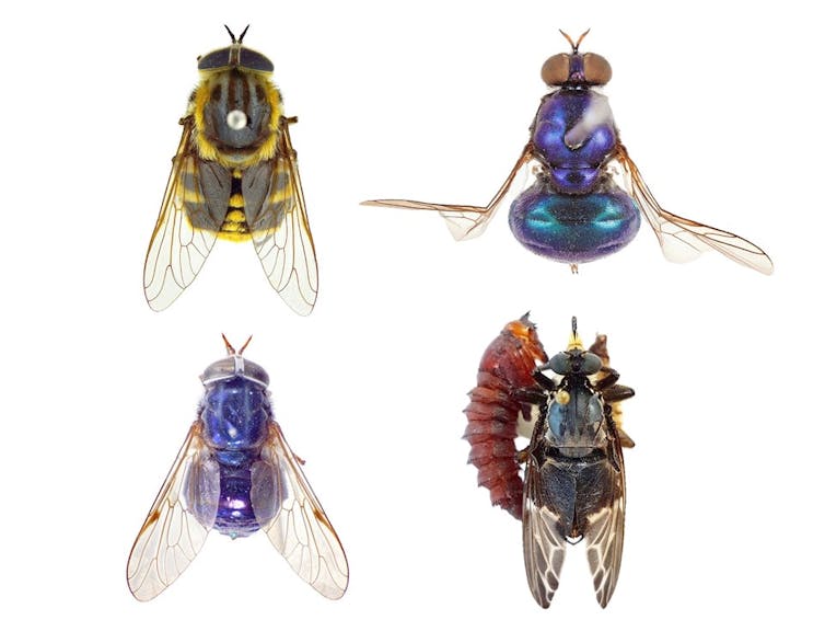 Curious Kids: Where do flies sleep?