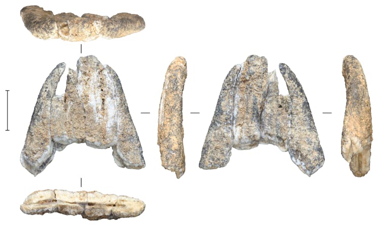 Ancient stone tools found on Sulawesi, but who made them remains a mystery