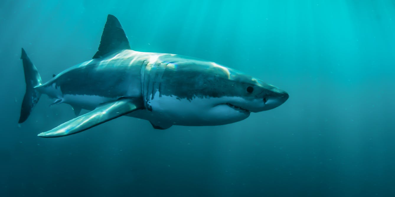 FactFile: the facts on shark bites and shark numbers