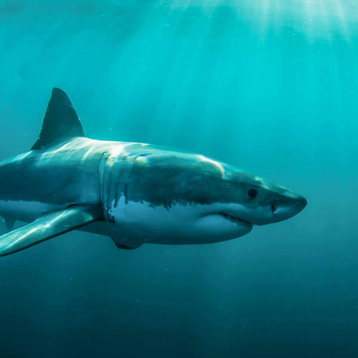 Factfile The Facts On Shark Bites And Shark Numbers