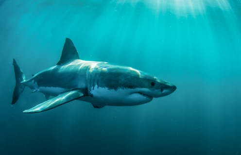 the facts on shark bites and shark numbers