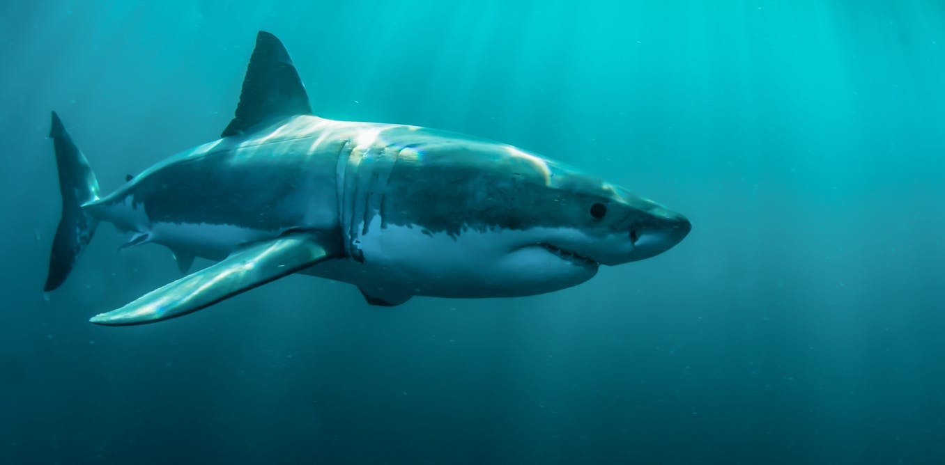 shark bites numbers facts