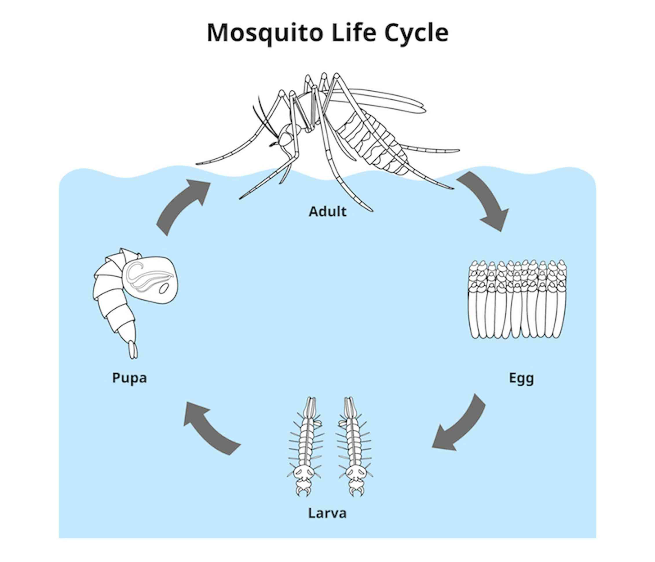 Why naming all our mozzies is important for fighting disease