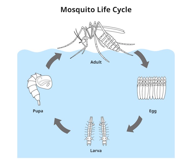 Why naming all our mozzies is important for fighting disease