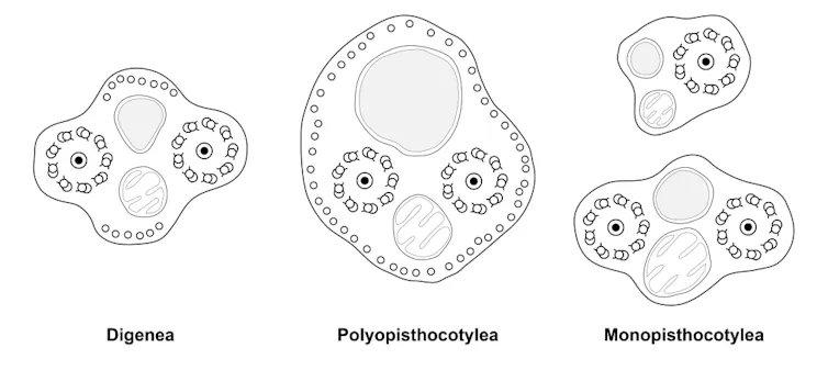 Diginea Understanding the evolution of parasitic worms by studying their ...