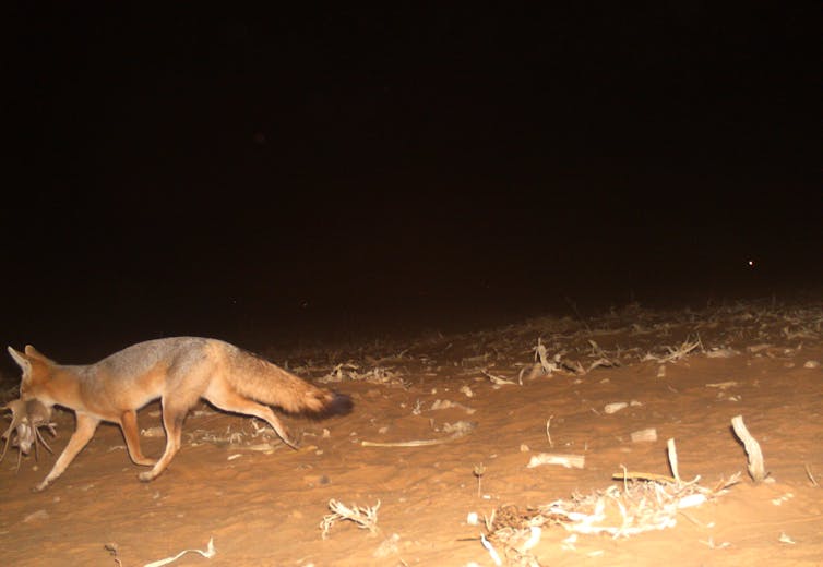 cape fox