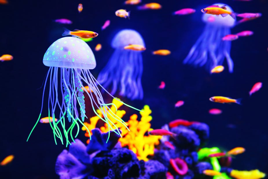 7 Ubur-ubur Paling Berbahaya di Dunia Bawah Laut 9 7 Ubur-ubur Paling Berbahaya di Dunia Bawah Laut