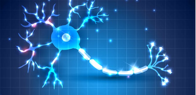 stem cell research news research and analysis the conversation
