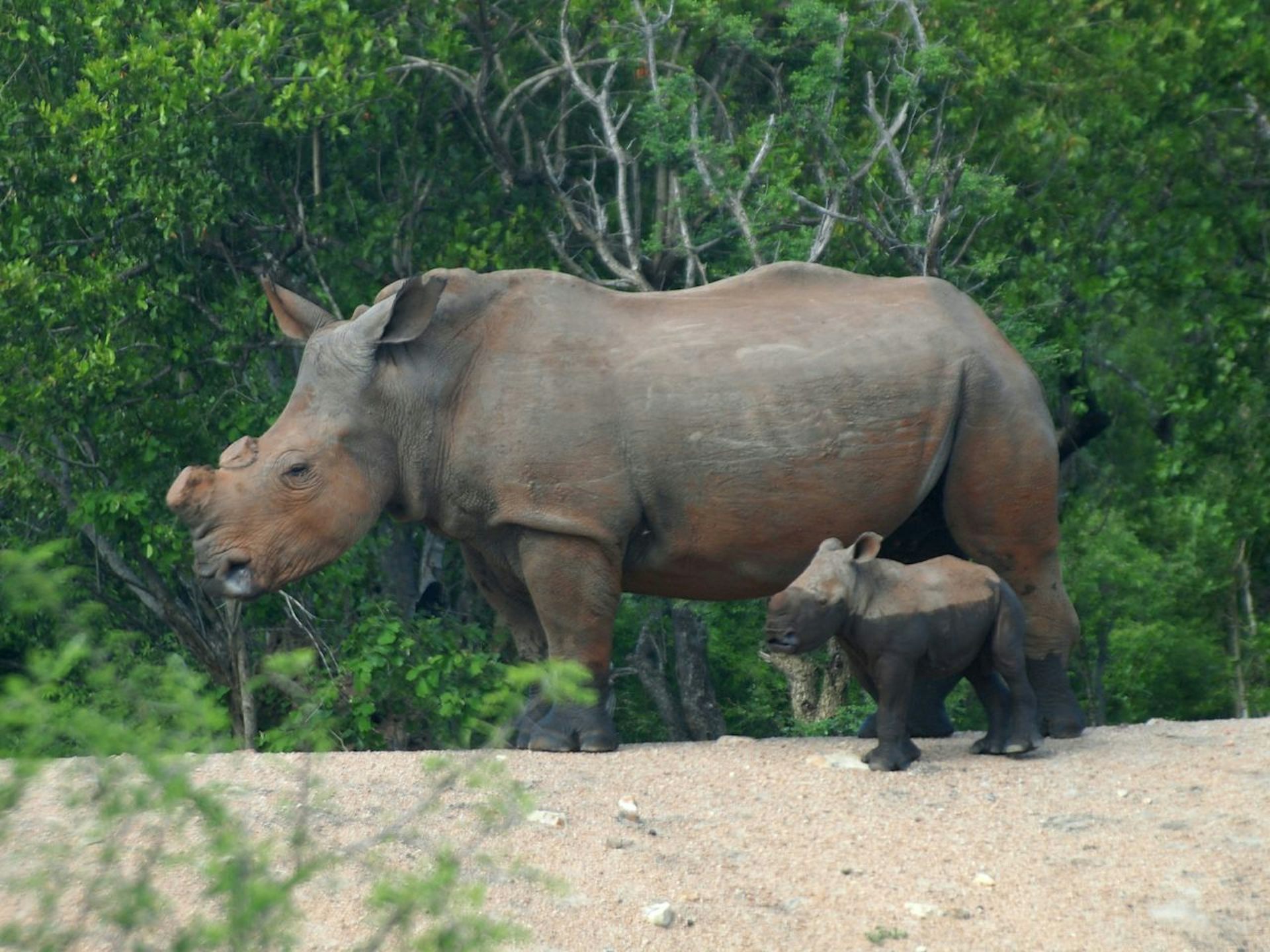 Chopping off the rhino’s horn and the war on wildlife crime
