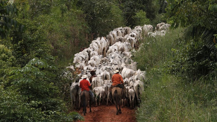 Amazonian dirt roads are choking Brazil's tropical streams