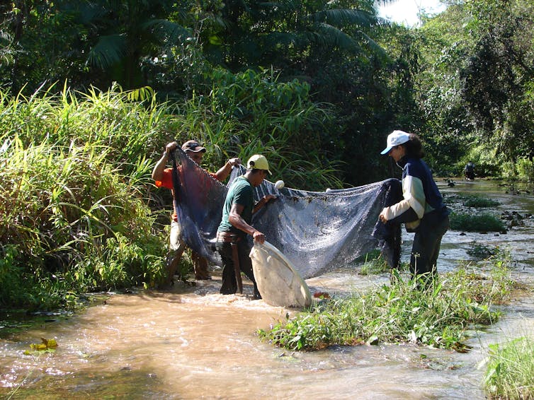 Amazonian dirt roads are choking Brazil's tropical streams