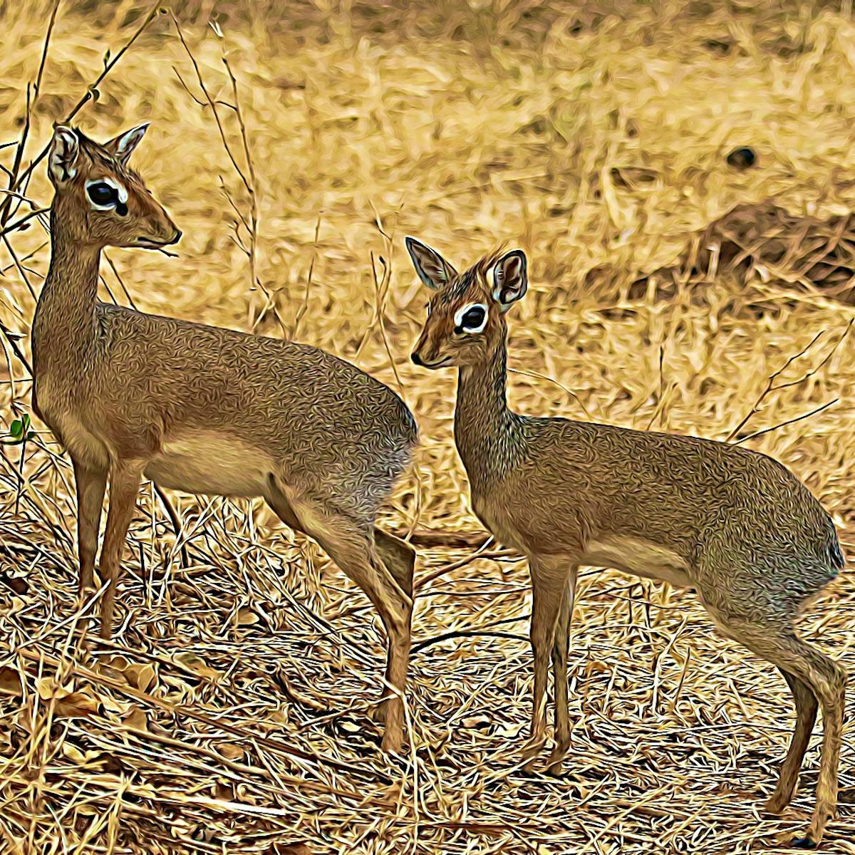 Community based wildlife conservation is bringing success to Tanzania Community based wildlife conservation is bringing success to Tanzania
