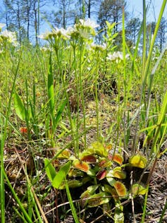 Friend or food? Why Venus flytraps don't eat their pollinators