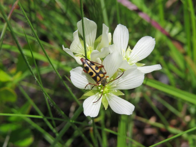 Friend or food? Why Venus flytraps don't eat their pollinators