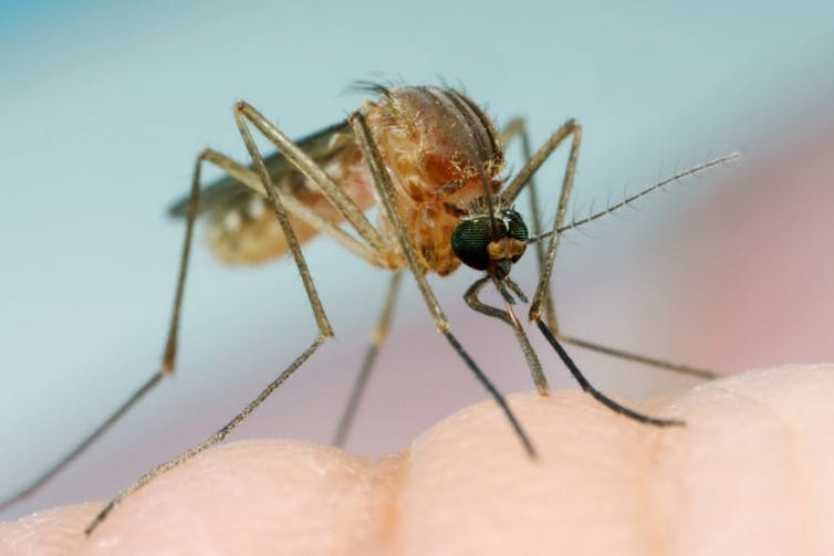 The buzz from your smartphone won't stop mosquito bites