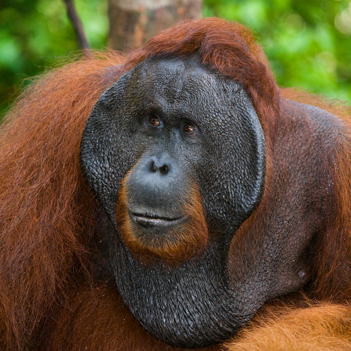 Gambar Orang Utan Yang Lucu Gambar Orang Utan Yang Lucu