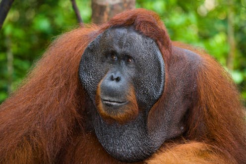 100 ribu orang utan punah di Kalimantan akibat penebangan 100 ribu orang utan punah di Kalimantan akibat penebangan