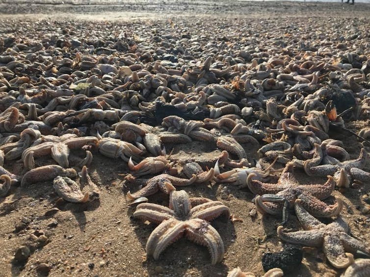 High winds and waves may have pushed the thousands of starfish ashore