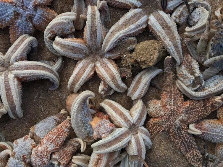 Stranded starfish and sponges huddled together on the beach