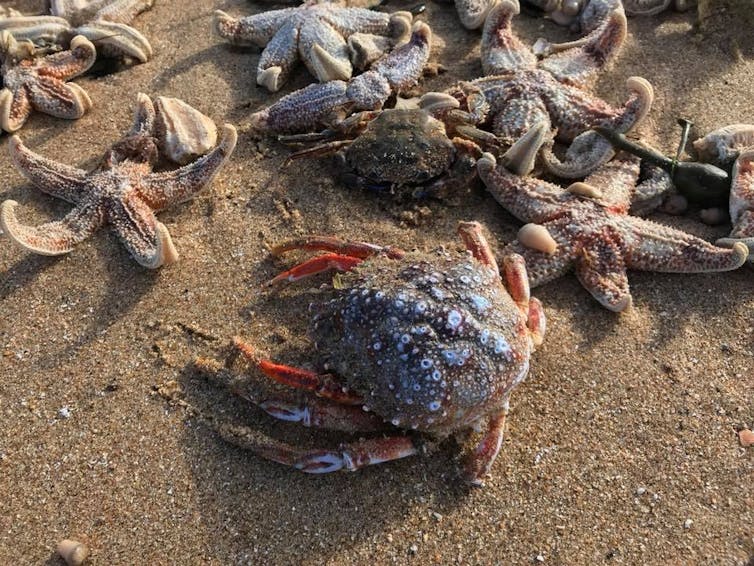 A crab and starfish washed up on the beach after Storm Emma